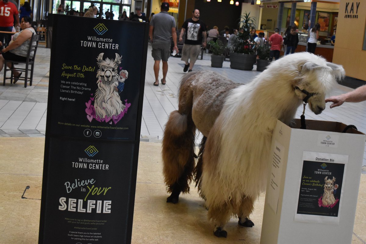 MsArielKnox's tweet photo. #llamalert Caesar can't wait to see what you bring to donate to his two legged friends at his birthday party today in Willamette Town Center from 1 to 4.
#llamas4inclusivity #charityllama #CaesarCares #llamasforliteracy #imwiththellama #birthday https://t.co/r3voVF3lKL