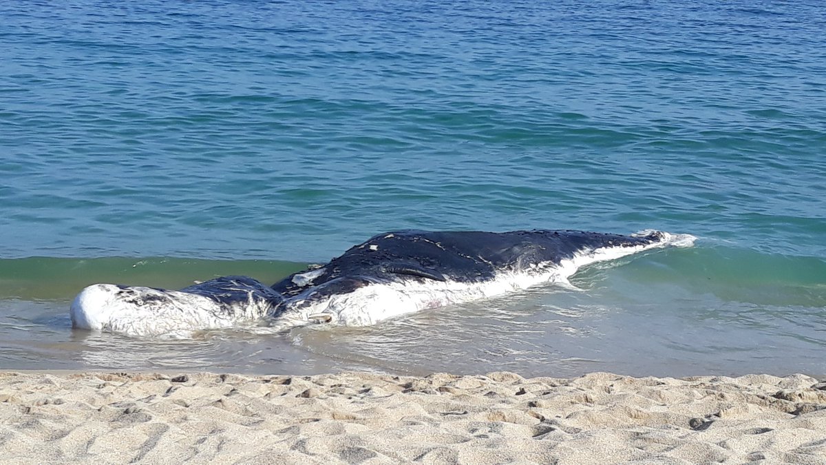 GeninaCalafell's tweet photo. Una balena morta a la platja de Mataró i segurament, com altres que han arribat a les nostres costes, plena de plàstics per dins. No cal estar conscienciada amb el medi ambient per veure que alguna  cosa no rutlla! Comencem a actuar ja! #Sustainability #SDGs https://t.co/zAX5TlJddX