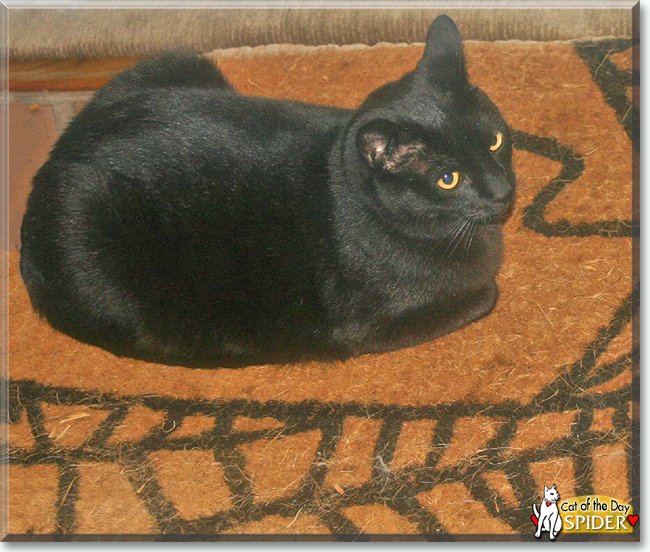 catoftheday's tweet photo. Sunday's Cat of the Day is #cute Spider, a #Tabbyssinian  #blackcat #kitty #love - read his tale at  https://t.co/IaIyniI3rH  #catoftheday #cats #catsofinstagram #cat #CatsOfTwitter https://t.co/ivid8Gm0p1