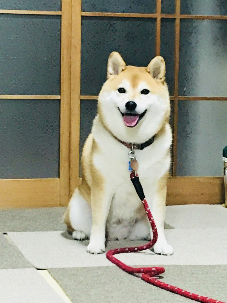飼っている子犬の柴犬がどんな姿に変わるのか気になる 大量の柴犬劇的ビフォーアフターが集まる Togetter 飼っている子犬の柴犬がどんな姿に変わるのか気になる 大量の柴犬劇的ビフォーアフターが集まる Togetter
