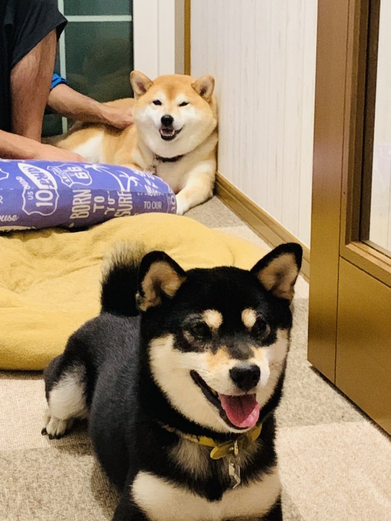 飼っている子犬の柴犬がどんな姿に変わるのか気になる 大量の柴犬劇的ビフォーアフターが集まる Togetter 飼っている子犬の柴犬がどんな姿に変わるのか気になる 大量の柴犬劇的ビフォーアフターが集まる Togetter