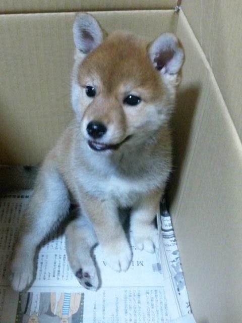 飼っている子犬の柴犬がどんな姿に変わるのか気になる 大量の柴犬劇的ビフォーアフターが集まる Togetter 飼っている子犬の柴犬がどんな姿に変わるのか気になる 大量の柴犬劇的ビフォーアフターが集まる Togetter