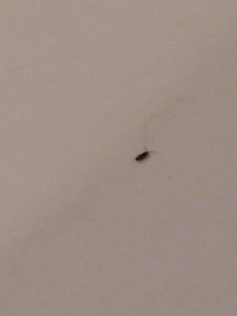 麻倉由衣 バーチャルアイドル お米の次は お風呂で虫が沸いているですが どうすれば駆除できますか 全長0 1ミリ程で 意外と動きが素早く 大体1日10匹ほどティッシュで潰してます