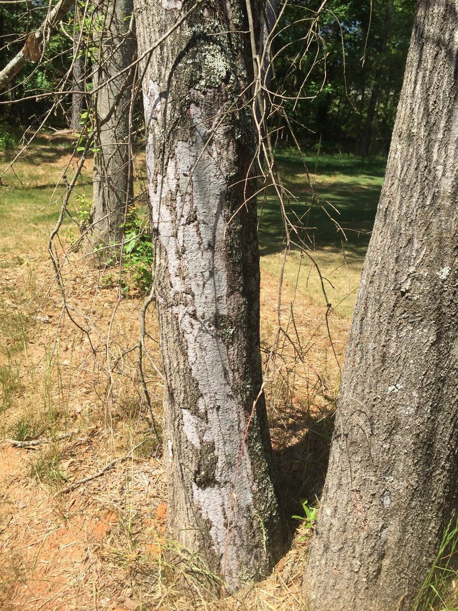 drdavecoyle's tweet image. Biscogniauxia canker (formerly hypoxylon canker) is common on stressed hardwoods. These are not aggressive #fungi, and indicate that the tree is very stressed or dying. Not much you can do at this point except think about what to plant next. More info at southernforesthealth.net/other/declines…