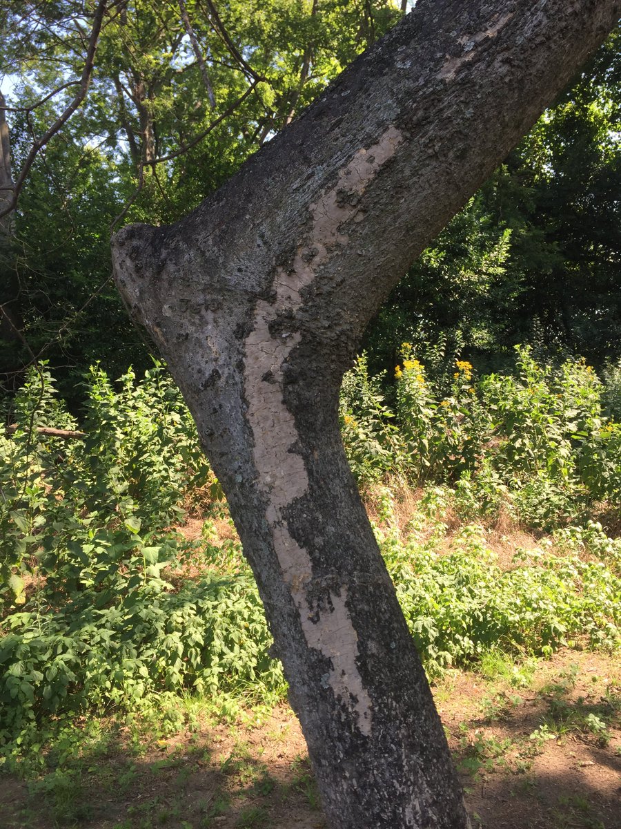 drdavecoyle's tweet image. Biscogniauxia canker (formerly hypoxylon canker) is common on stressed hardwoods. These are not aggressive #fungi, and indicate that the tree is very stressed or dying. Not much you can do at this point except think about what to plant next. More info at southernforesthealth.net/other/declines…
