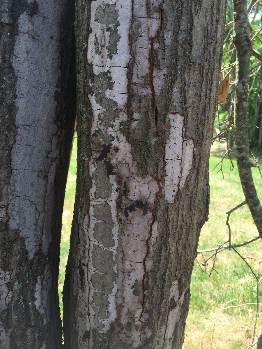 drdavecoyle's tweet image. Biscogniauxia canker (formerly hypoxylon canker) is common on stressed hardwoods. These are not aggressive #fungi, and indicate that the tree is very stressed or dying. Not much you can do at this point except think about what to plant next. More info at southernforesthealth.net/other/declines…