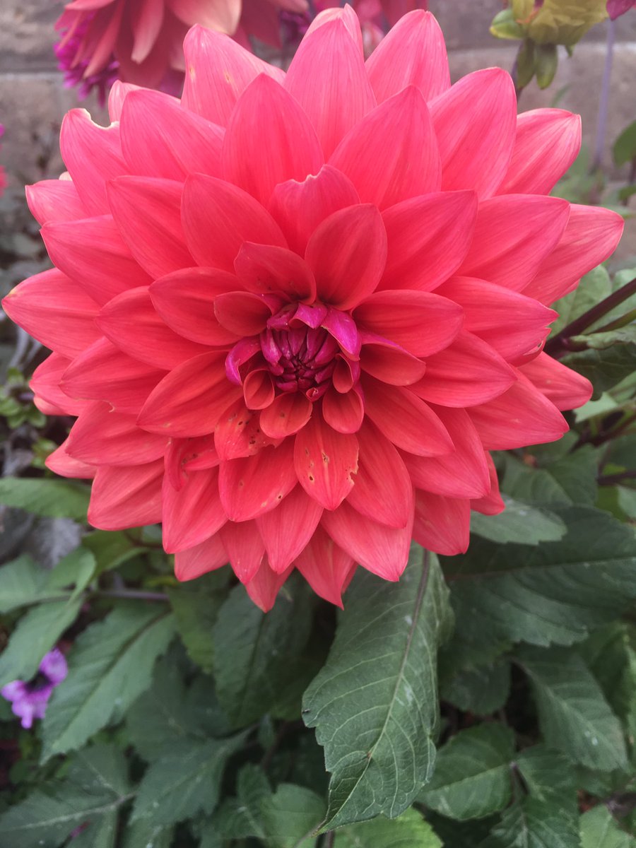 FruMindy's tweet photo. Happy Weekend tweeps 💜 https://t.co/1H3w1L36UX