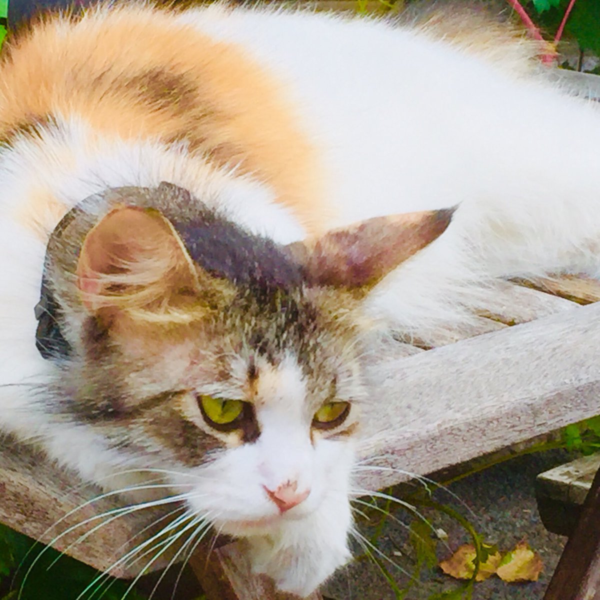 Morgan Buchanan tweet media