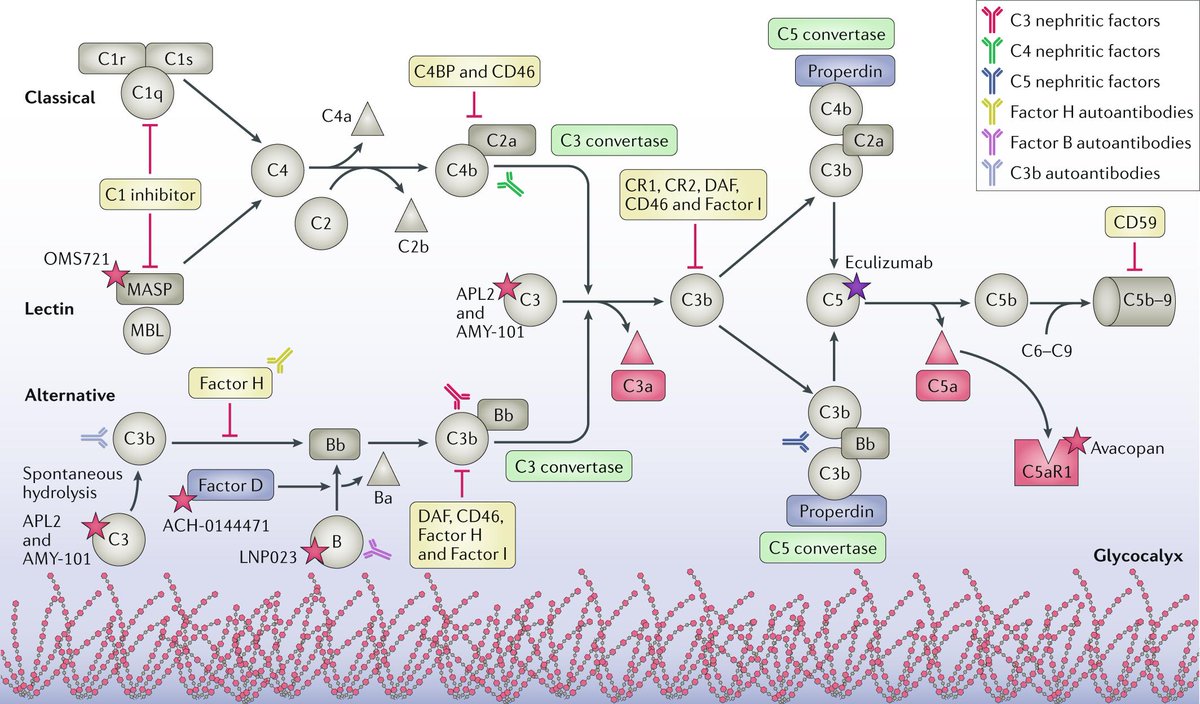NatRevNeph's tweet photo. Dysregulation of the #complement cascade in #C3glomerulopathy. https://t.co/L0EqXvP2Oh https://t.co/CSxge7kmLQ