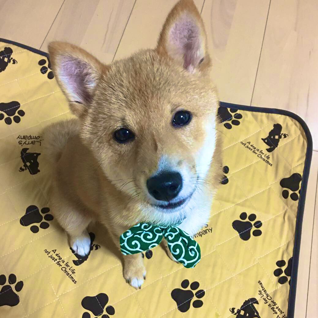 飼っている子犬の柴犬がどんな姿に変わるのか気になる 大量の柴犬劇的ビフォーアフターが集まる Togetter 飼っている子犬の柴犬がどんな姿に変わるのか気になる 大量の柴犬劇的ビフォーアフターが集まる Togetter