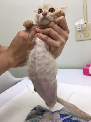 Little_Cats16's tweet photo. 【御礼】支援物資をご送付いただいた皆さま、デリバリーショップアシストさま、Moffcoin Projectさま、ありがとうございます。
物資届いております🙇🏻‍♀️
https://t.co/HsHTmWMils    
今回は、お陰様で抜歯を終えた、人魚王子からも御礼を☺️
#リトルキャッツ #保護猫 #猫 #仔猫 #支援物資 #御礼 https://t.co/InyW0jwIwr