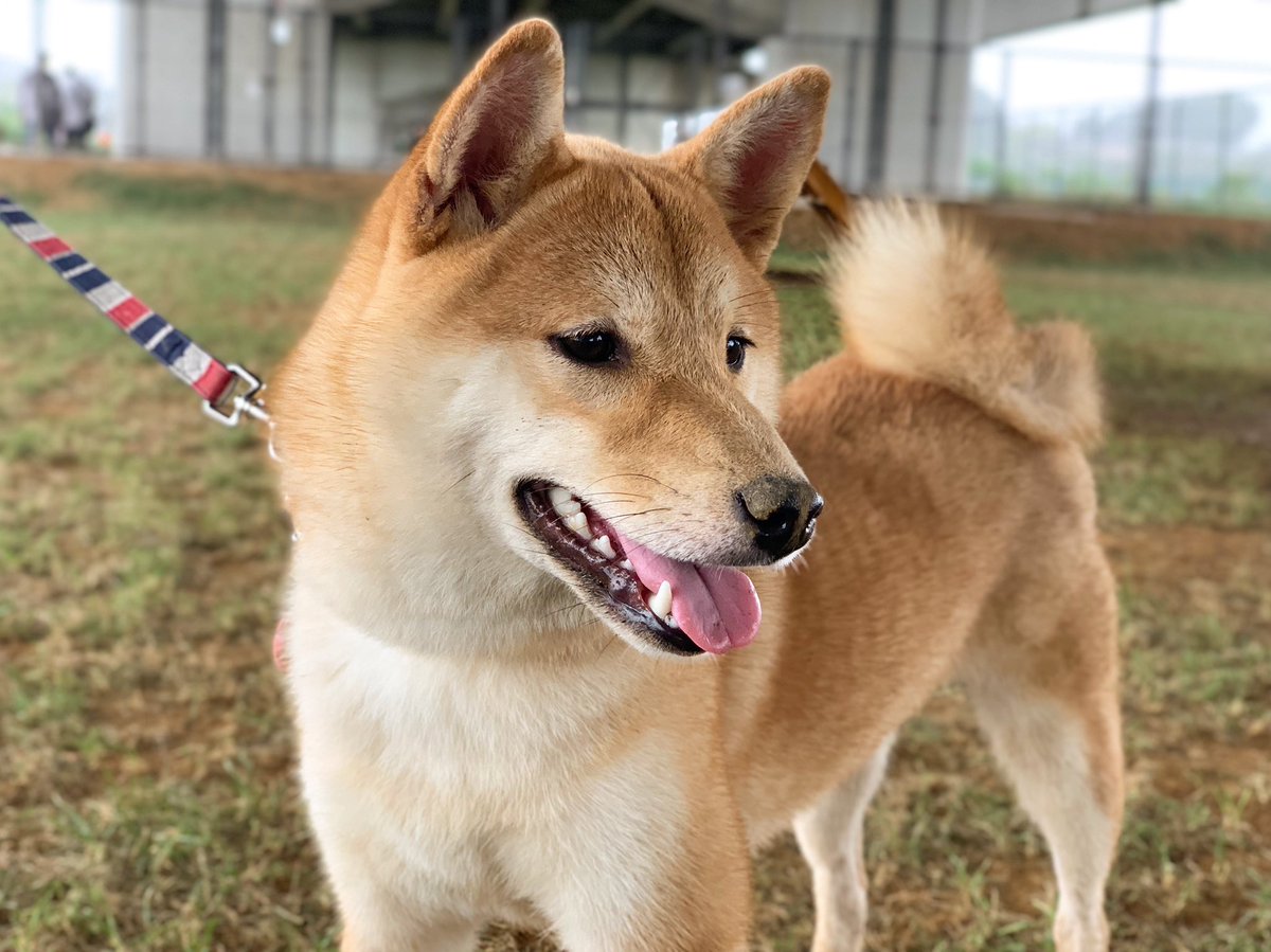 飼っている子犬の柴犬がどんな姿に変わるのか気になる 大量の柴犬劇的ビフォーアフターが集まる Togetter 飼っている子犬の柴犬がどんな姿に変わるのか気になる 大量の柴犬劇的ビフォーアフターが集まる Togetter