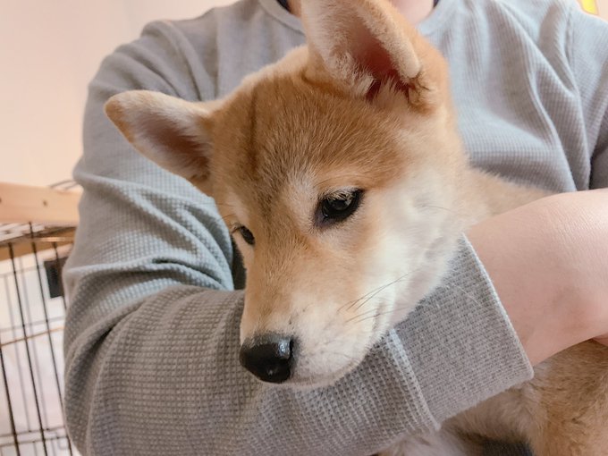 美しい花の画像 50 素晴らしい子犬 柴犬 かわいい イラスト