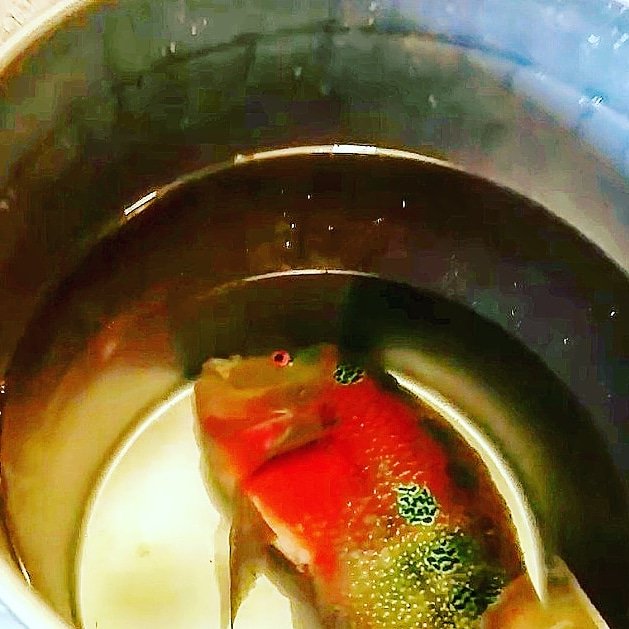 RickyRanchu's tweet photo. NEW VIDEO LINK IN BIO. I almost killed my flowerhorns. 
https://t.co/cP1kUYThmm
#flowerhorn #flowerhornfish #aquarium #aquariumhobby #freshwater #fishtanks #monsterfish #fishkeeper #fishhobby #cichlid #fishfamily #freshwaterfish #reddragonflowerhorn #thaisilkflowerhorn https://t.co/Gm8DQrYr92