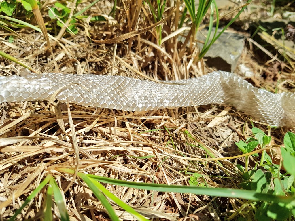 Ho Trovato Una Pelle Di Serpente