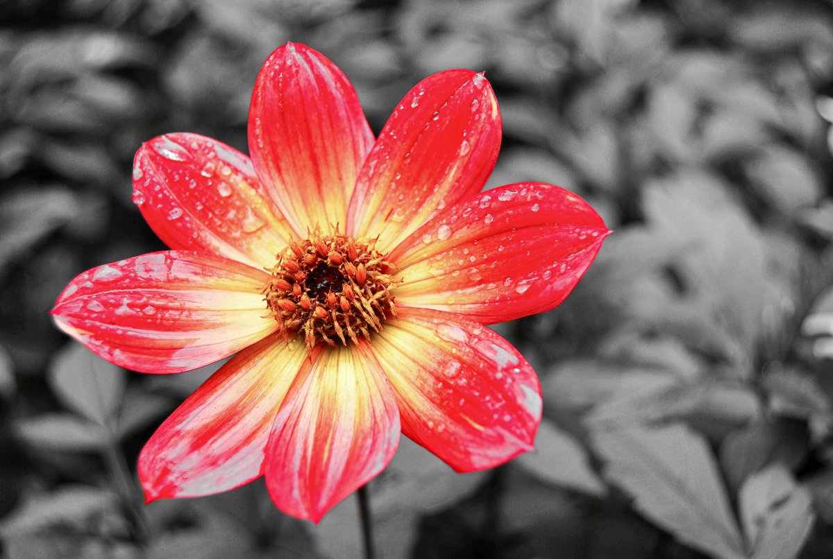 Captured_Collec's tweet photo. Today the last day for our Colour Splash & Framing theme.
There is still plenty of time to add more!
#TCCSPLASH
#TCCFrame
Ends tonight at 12:00am (GMT+1) Keep up the great work! https://t.co/fx22ghxSnr