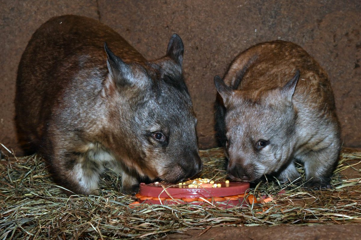 brookfield_zoo's tweet photo. Yesterday we celebrated Mia Wombat's first birthday!  🎉 She got special enrichment and a birthday "cake" to mark the occasion. 🎂 She was also kind enough to share her gifts with mom, Kambora. 🎁 Stop by the Australia House habitat soon to wish Mia a happy b-day! #BrookfieldZoo https://t.co/oPNSvZF5fs