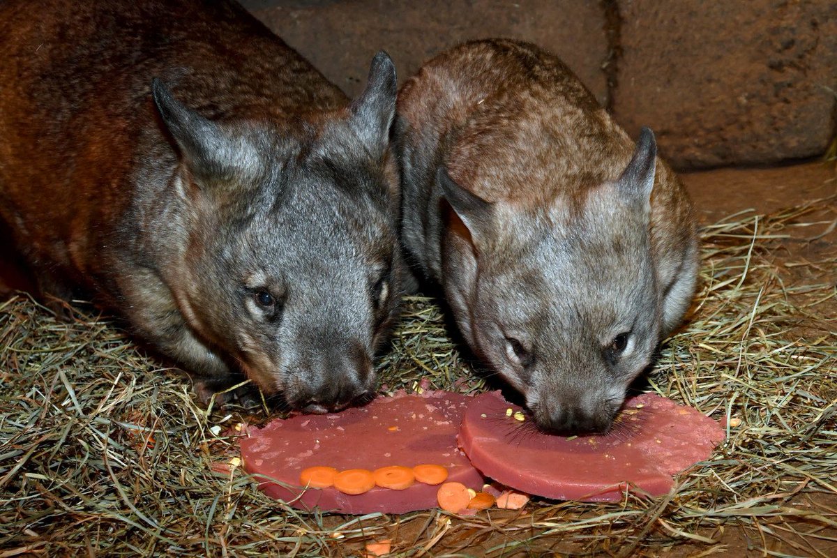 brookfield_zoo's tweet photo. Yesterday we celebrated Mia Wombat's first birthday!  🎉 She got special enrichment and a birthday "cake" to mark the occasion. 🎂 She was also kind enough to share her gifts with mom, Kambora. 🎁 Stop by the Australia House habitat soon to wish Mia a happy b-day! #BrookfieldZoo https://t.co/oPNSvZF5fs