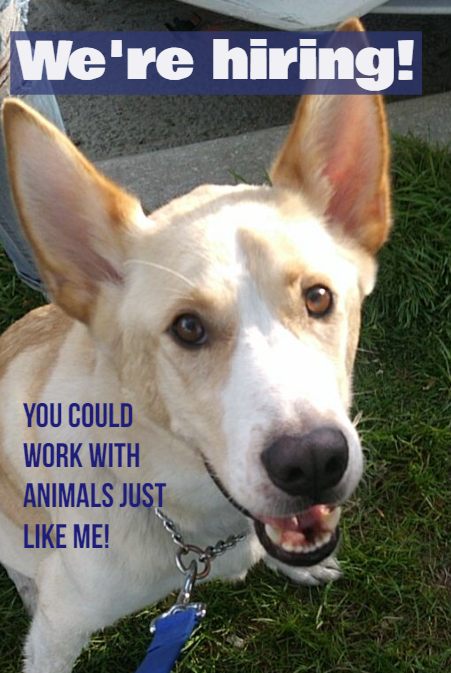 GuelphHumane's tweet photo. We're looking for animal loving people for these two roles:
1) Client Services Coordinator
2) Animal Care Attendant, Canine
Go to https://t.co/npPfFlxxtB for more information!
#job #jopposting #weloveanimals #team https://t.co/1go35UqRSE