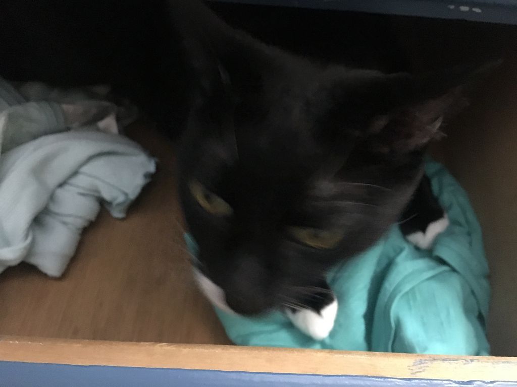 WednesdayAndNik's tweet photo. Doesnβt everyone store their cats in a drawer? >_> ~Wednesday πΎπ€πΉ #CatsOnFurniture
#PuttingTheFurInFurniture #CuriousCat #CatsOfTwitter #TuxiesOfTwitter #TuxedoKitty #HousePanther #Panfur #PanfurSquad #Tuxie #TuxieGang #TuxiesRule #RescueCat #HalfStache #FancyTuxedo #BestCats https://t.co/OaYrngrZav