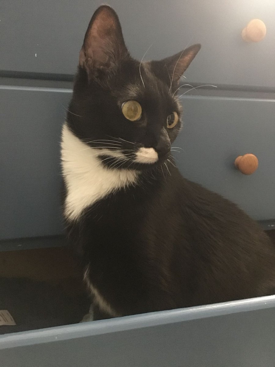 WednesdayAndNik's tweet photo. Doesnβt everyone store their cats in a drawer? >_> ~Wednesday πΎπ€πΉ #CatsOnFurniture
#PuttingTheFurInFurniture #CuriousCat #CatsOfTwitter #TuxiesOfTwitter #TuxedoKitty #HousePanther #Panfur #PanfurSquad #Tuxie #TuxieGang #TuxiesRule #RescueCat #HalfStache #FancyTuxedo #BestCats https://t.co/OaYrngrZav