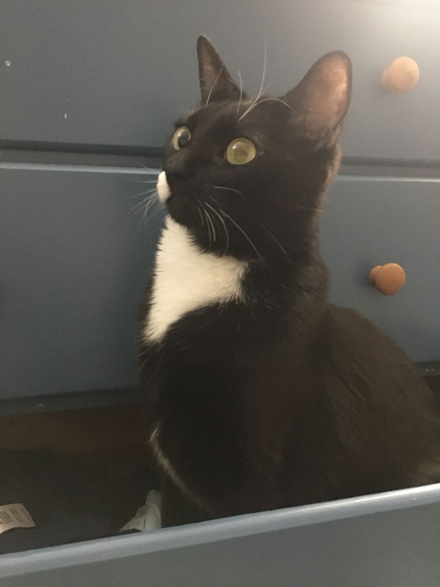 WednesdayAndNik's tweet photo. Doesnβt everyone store their cats in a drawer? >_> ~Wednesday πΎπ€πΉ #CatsOnFurniture
#PuttingTheFurInFurniture #CuriousCat #CatsOfTwitter #TuxiesOfTwitter #TuxedoKitty #HousePanther #Panfur #PanfurSquad #Tuxie #TuxieGang #TuxiesRule #RescueCat #HalfStache #FancyTuxedo #BestCats https://t.co/OaYrngrZav