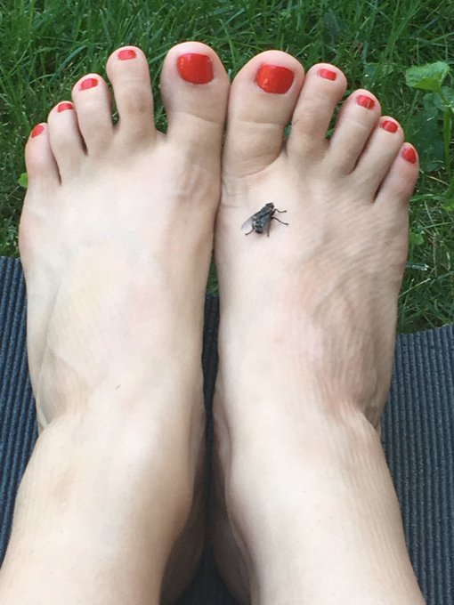 Lately I&rsquo;m in peace with insects. This one came back twice now. I named him Joe 😂 I knooooow.. weird<a href="/tag/nature"class="tags"><span>#nature</span></a><a href="/tag/yoga"class="tags"><span>#yoga</span></a><a href="/tag/vegan"class="tags"><span>#vegan</span></a>