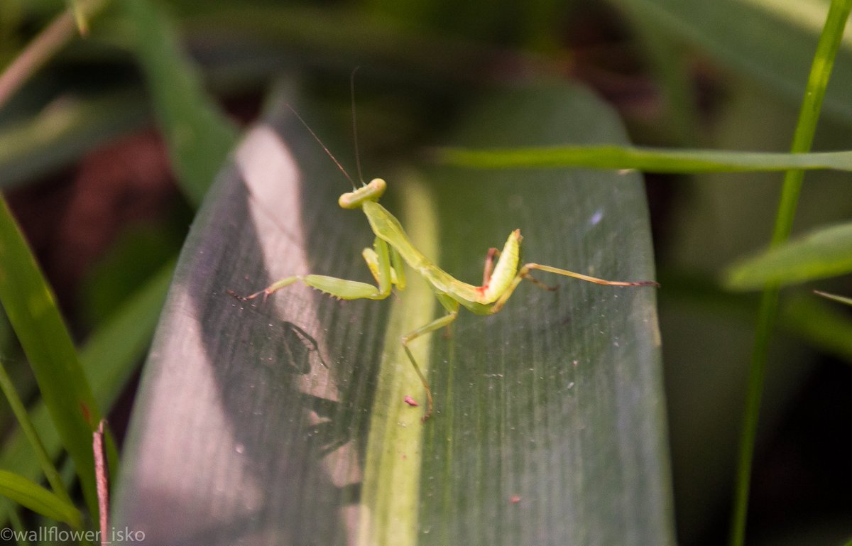 wallflower_isko's tweet photo. take 2 bc im a dumb bitch #mantis #twerk #bootytooch https://t.co/PdZWXIKzkr