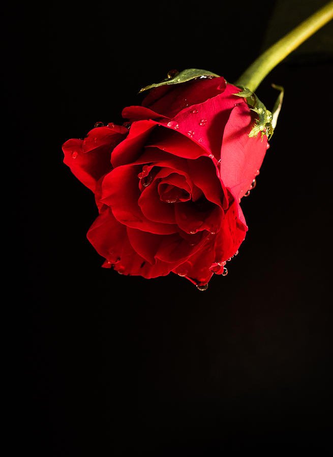 Glocal_Chef's tweet photo. Online Contest - Artist News Group Is Sponsoring a Contest for Still Life Art  https://t.co/9Owhg3W3Gi https://t.co/081XeGDvb4