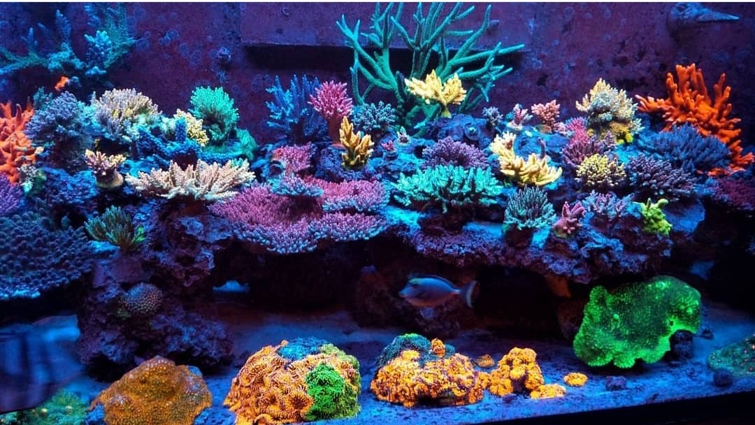 BudmansCorals's tweet image. ☀️Sundays at Budmans☀️

Y'all have a great reefin' day!👊