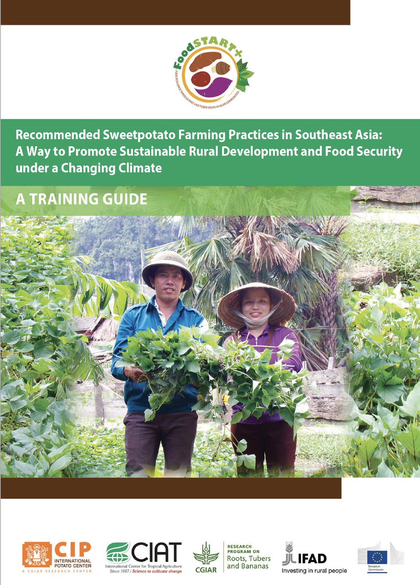 Cipotato's tweet photo. Transforming #sweetpotato ๐ cultivation with climate-smart approaches.
Growing farmer resilience & #foodsecurity in the face of #ClimateChange.
๐ https://t.co/E6ASAG2i54
๐ธ @IFAD
๐ธ @CIAT_
๐ธ @RTB_CGIAR
#FoodSTARTplus https://t.co/AK6XR3mst1