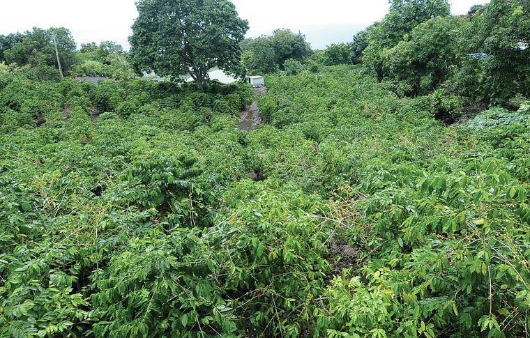 Drought recovery proving uneven – West Hawaii Today hawaiinformer.com/165787/drought…