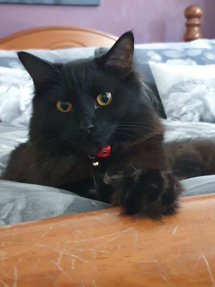 catloversonly's tweet photo. Just Pinned to Black Cats: Adorable long haired black beauty of a cat. https://t.co/SorWfnzWWP https://t.co/KooBvl7OsL