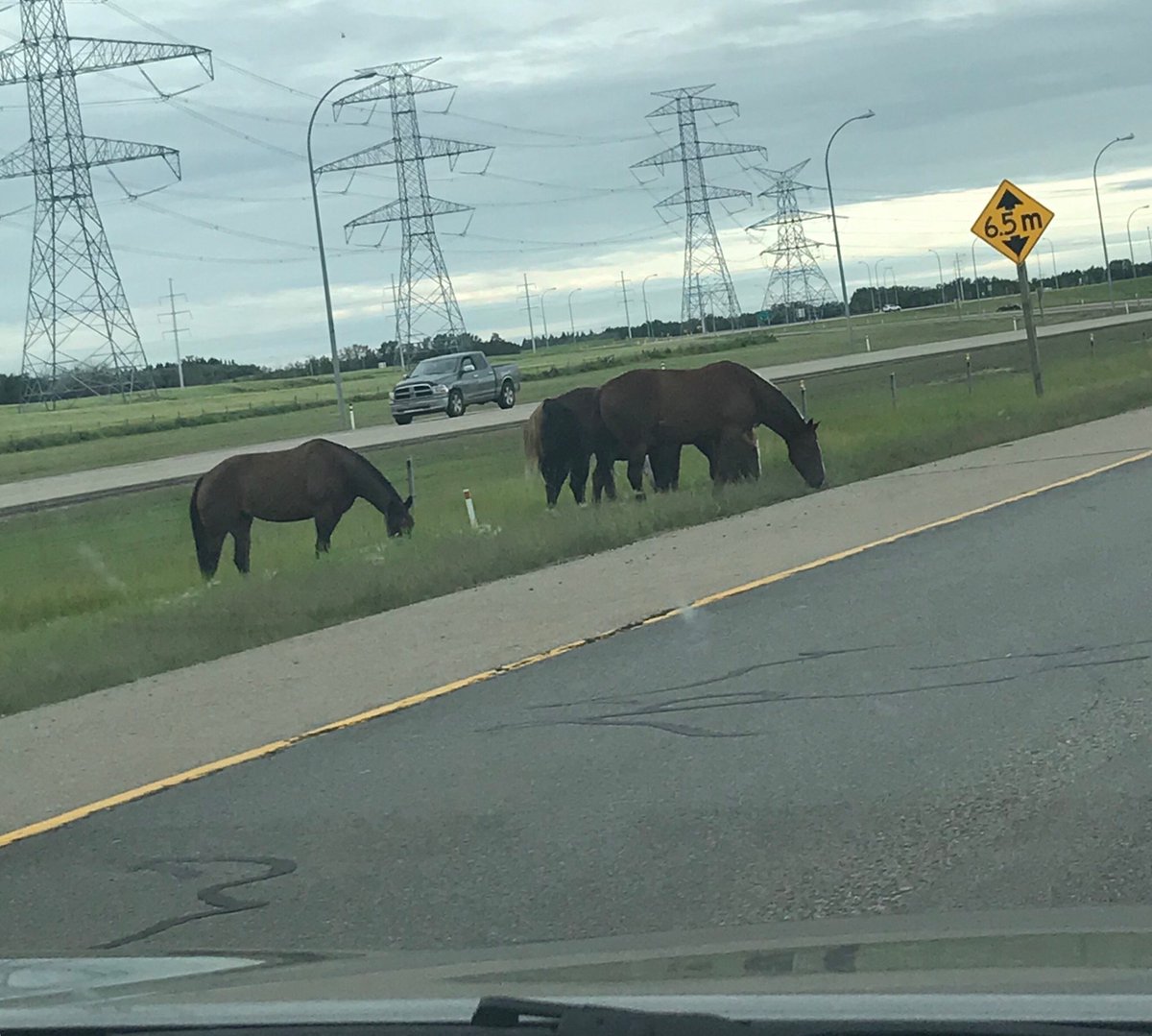TaraDeKneef's tweet photo. 5 horses on the Henday just east before 17st exit #yegtraffic #abroads https://t.co/A6Ejl4I4VJ