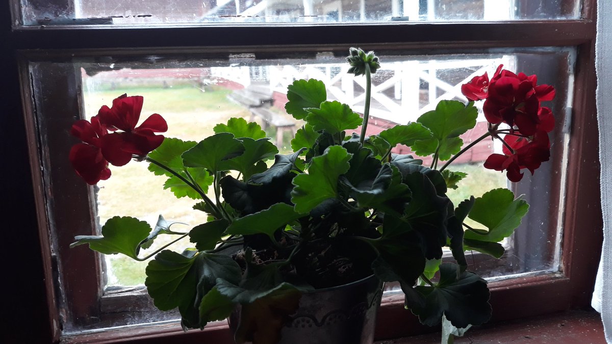 marvieru's tweet photo. Olimme haistelemassa jo toistamiseen #kallenautio 'n #pelargonia'ta ja nauttimassa hyvät kahvit @TOYRYLM #juupajoki https://t.co/p1v76SolxD