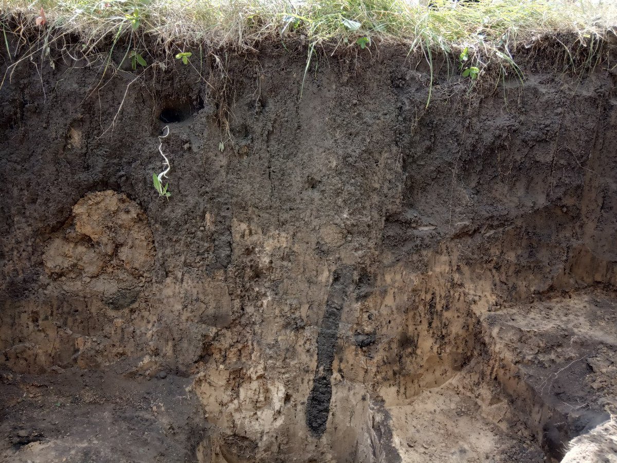 1st field work of <a href="/soil_space/">Soil S.P.A.C.E.</a> lab on #Pornomics project to #chernozems in the #Streletskaya_steppe of Central Chernozem Reserve (facebook.com/zapovedkursk). We're lucky with the weather. It was very hot days! 
All bullets (soil monoliths) are in the clip.
Let's keep working! ☀️⛏️🌱