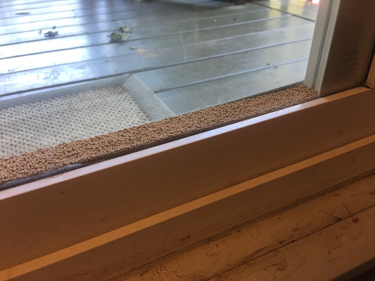 ThomasWenning's tweet photo. Hey @Pella_News - any thoughts on what’s happening inside one of your sliding doors? These little beads (seeds??) just started showing up a few weeks ago. Some kind of dark magic? Any plausible explanations? Thx! https://t.co/NHnoQgHr5r