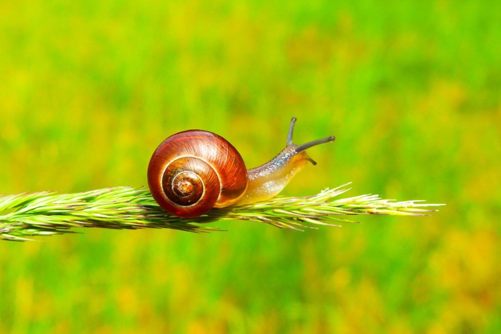 wpservicesog's tweet photo. 5 Reasons Your #WordPress Website Loads At A Snail Pace - https://t.co/PCKP9YPQLL #woocommerce #website #loading https://t.co/jCIkryZrHK