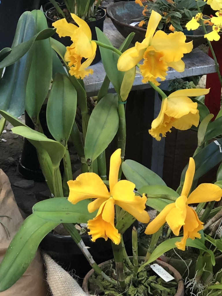 miamiscott's tweet photo. @MedellinGuru Outstanding Orchids ! https://t.co/cKVIngJEFa