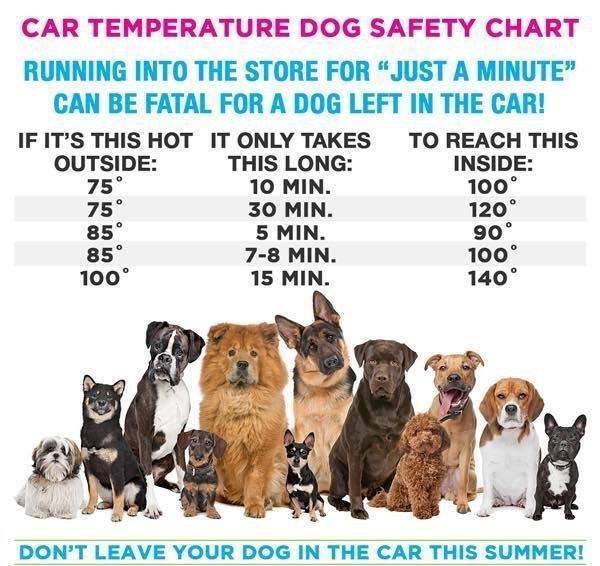 Can You Leave Your Dog In The Car In Ontario