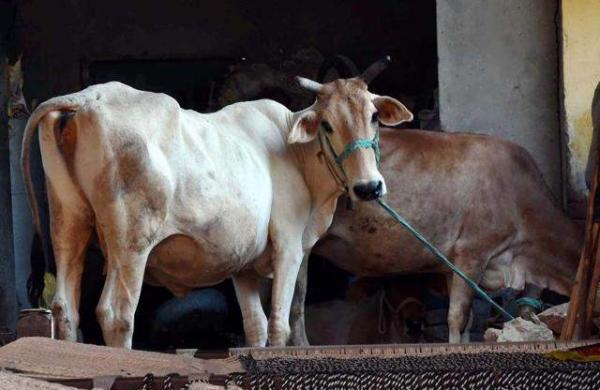 Artificial insemination in cattle with sexed semen soon in Chennai – The New Indian Express chennaiinformer.com/121257/artific…