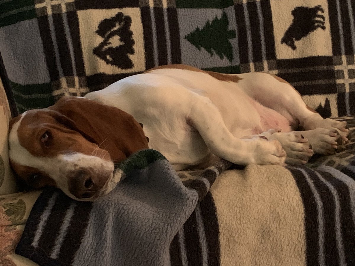 DocKevinElder's tweet photo. @AolCatherine Lots of #SundayMotivation #BassetsOfTwitter Chillaxing going on this morning here too! Wallace Alligator Droopy Drawers Lionel Elder (WADDLE ), Henry Waddlesworth LongFellow & Rosabelle Wrinkles of Molly’s Troubles! #EmptyNext? Hmph! https://t.co/Ujyyb0P7yF