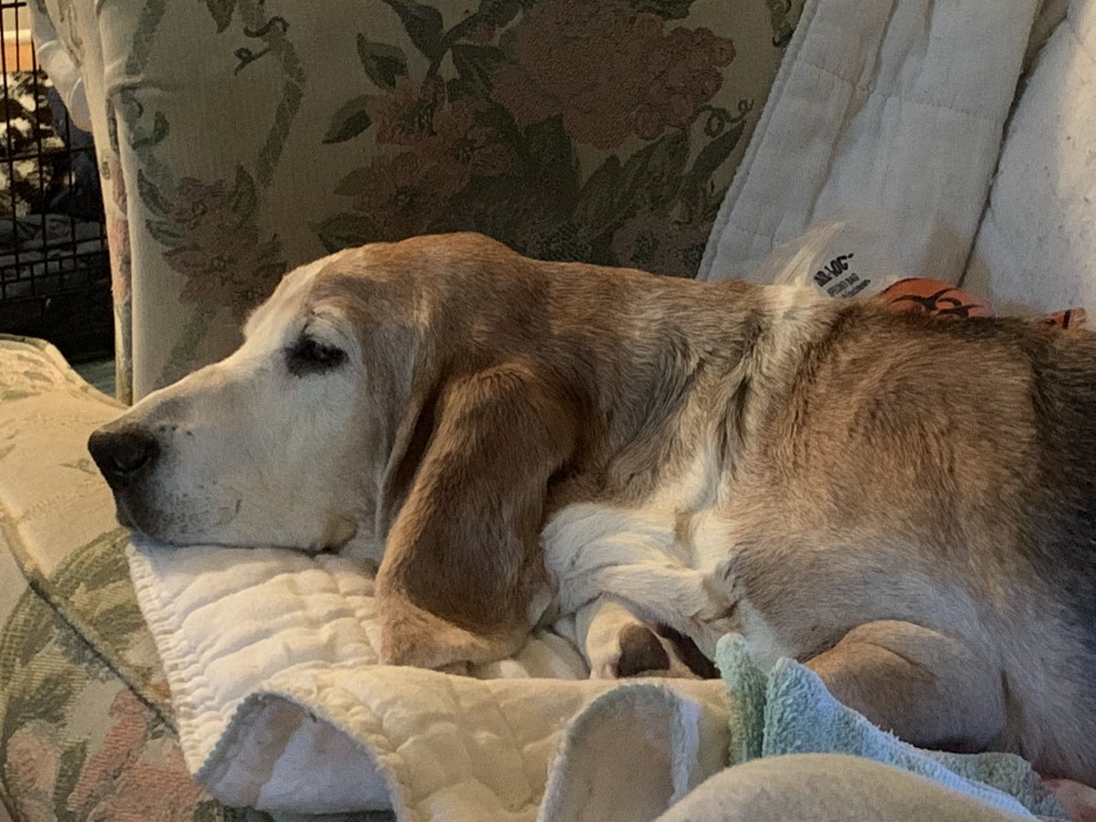 DocKevinElder's tweet photo. @AolCatherine Lots of #SundayMotivation #BassetsOfTwitter Chillaxing going on this morning here too! Wallace Alligator Droopy Drawers Lionel Elder (WADDLE ), Henry Waddlesworth LongFellow & Rosabelle Wrinkles of Molly’s Troubles! #EmptyNext? Hmph! https://t.co/Ujyyb0P7yF