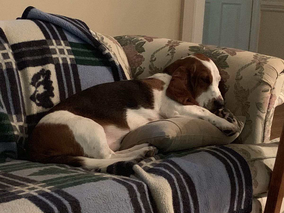 DocKevinElder's tweet photo. @AolCatherine Lots of #SundayMotivation #BassetsOfTwitter Chillaxing going on this morning here too! Wallace Alligator Droopy Drawers Lionel Elder (WADDLE ), Henry Waddlesworth LongFellow & Rosabelle Wrinkles of Molly’s Troubles! #EmptyNext? Hmph! https://t.co/Ujyyb0P7yF