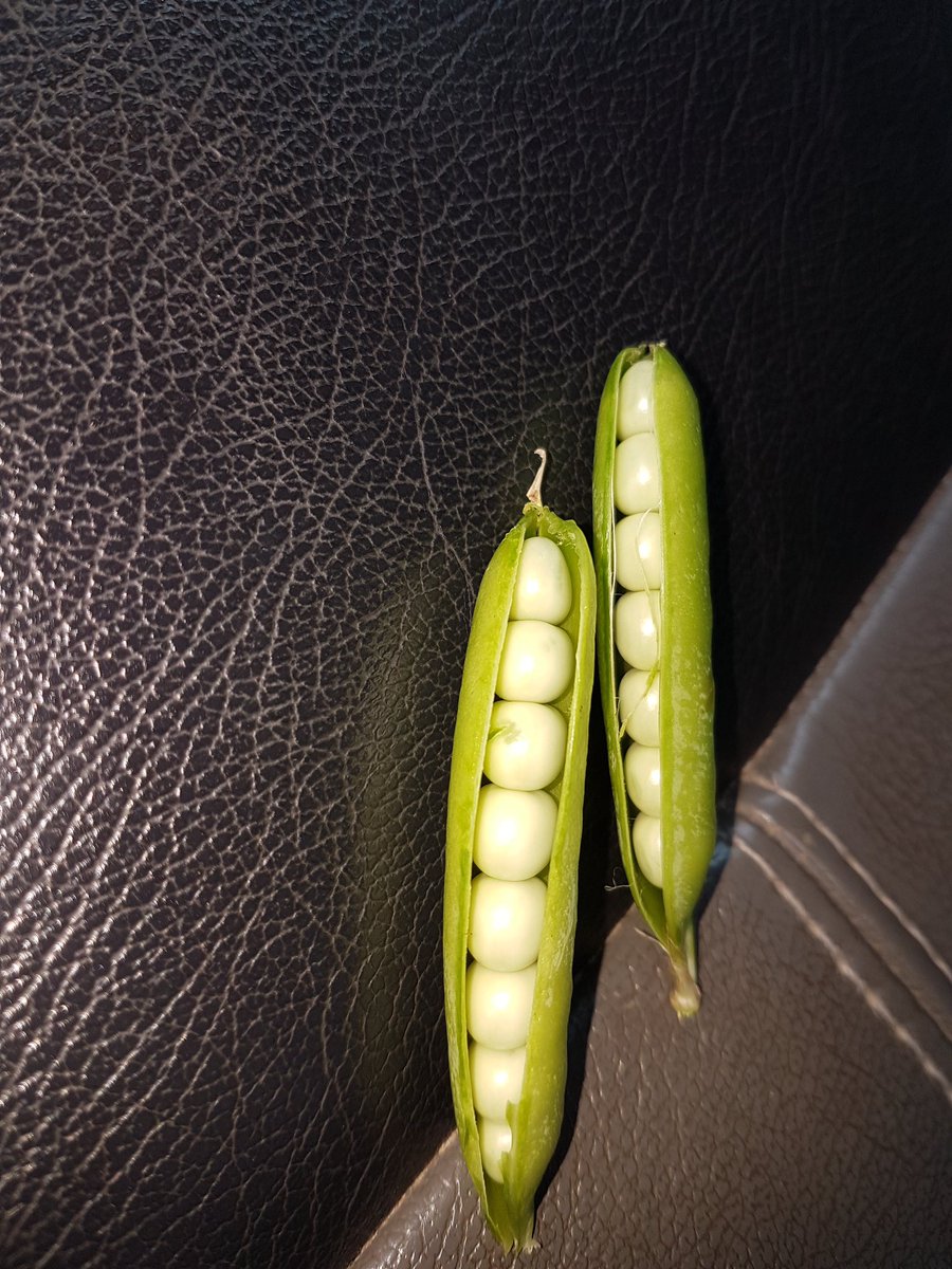 YourSoil's tweet photo. Great looking peas that come from a @Western_Ag #PRS #CropCast field. #customerfields #harvest19 https://t.co/FLTC4C7kub