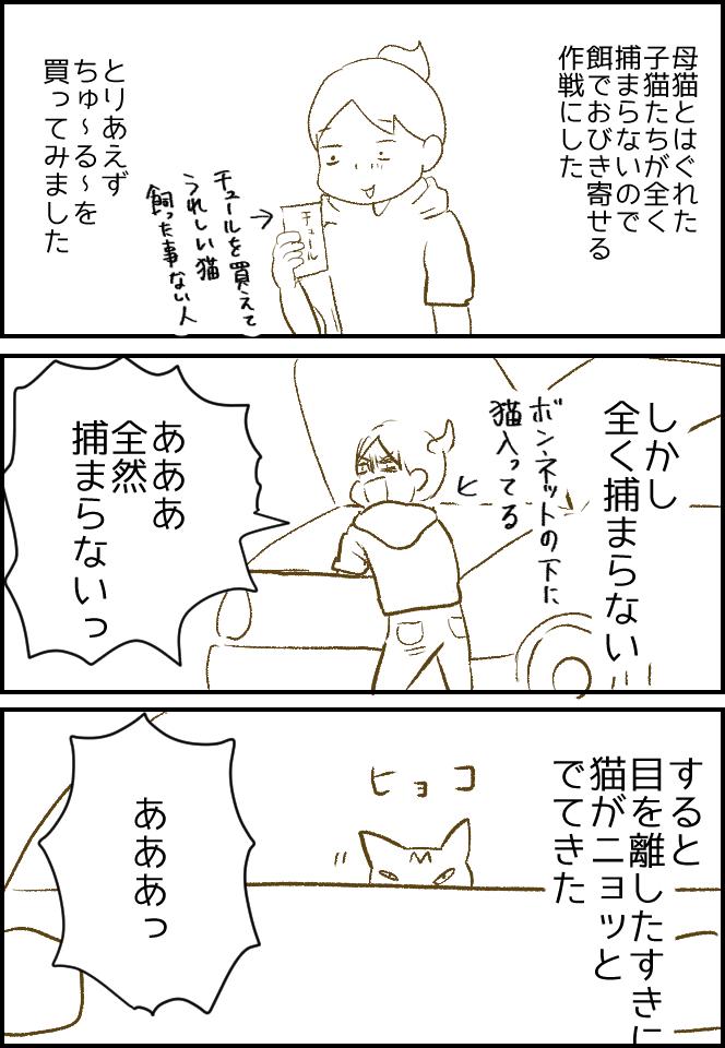 ちゅ〜る～で子猫を捕まえる作戦➅ ブログはこちら→ https://t.co/xjOccppeck  #子猫 #保護猫 