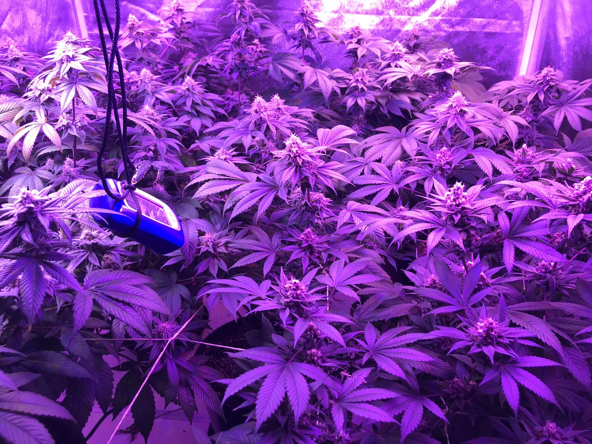 bud_okc's tweet photo. #okcannabis #homegrown #topshelf #natural #mmj https://t.co/nDiB1lO1ie