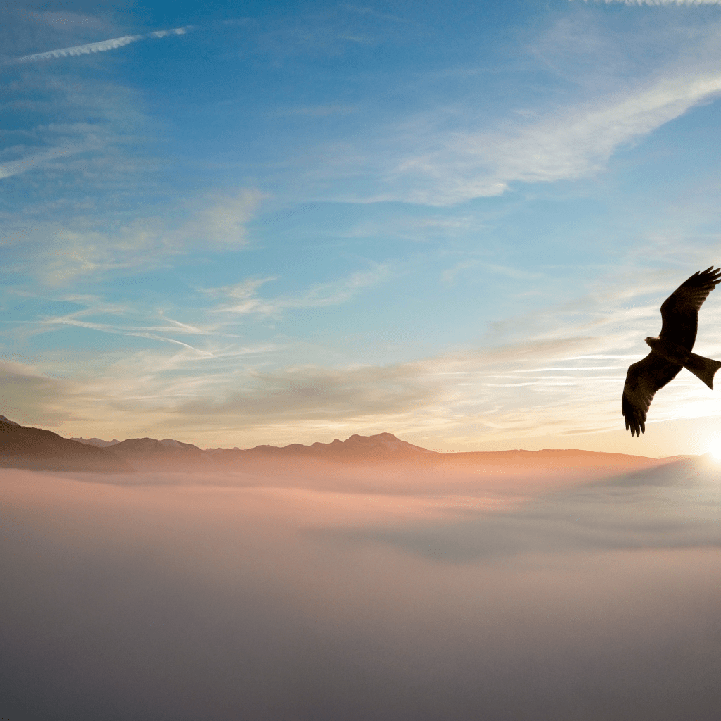 TheWritersBase's tweet photo. THE BIRD OF MY TRUNK https://t.co/O8zWgH8K4A https://t.co/PtUKYyW1GE