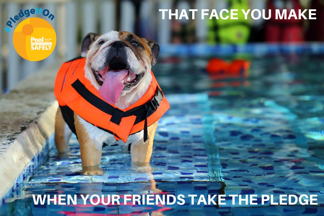 poolsafely's tweet photo. Remember Pete the bulldog? Pete is so happy because #PoolSafely has collected more than 90K Pledge signatures. #PledgeItOn today to help keep Pete smiling: https://t.co/5EfDxxYHQV #DogsofTwitter https://t.co/nMpwgG5ezn