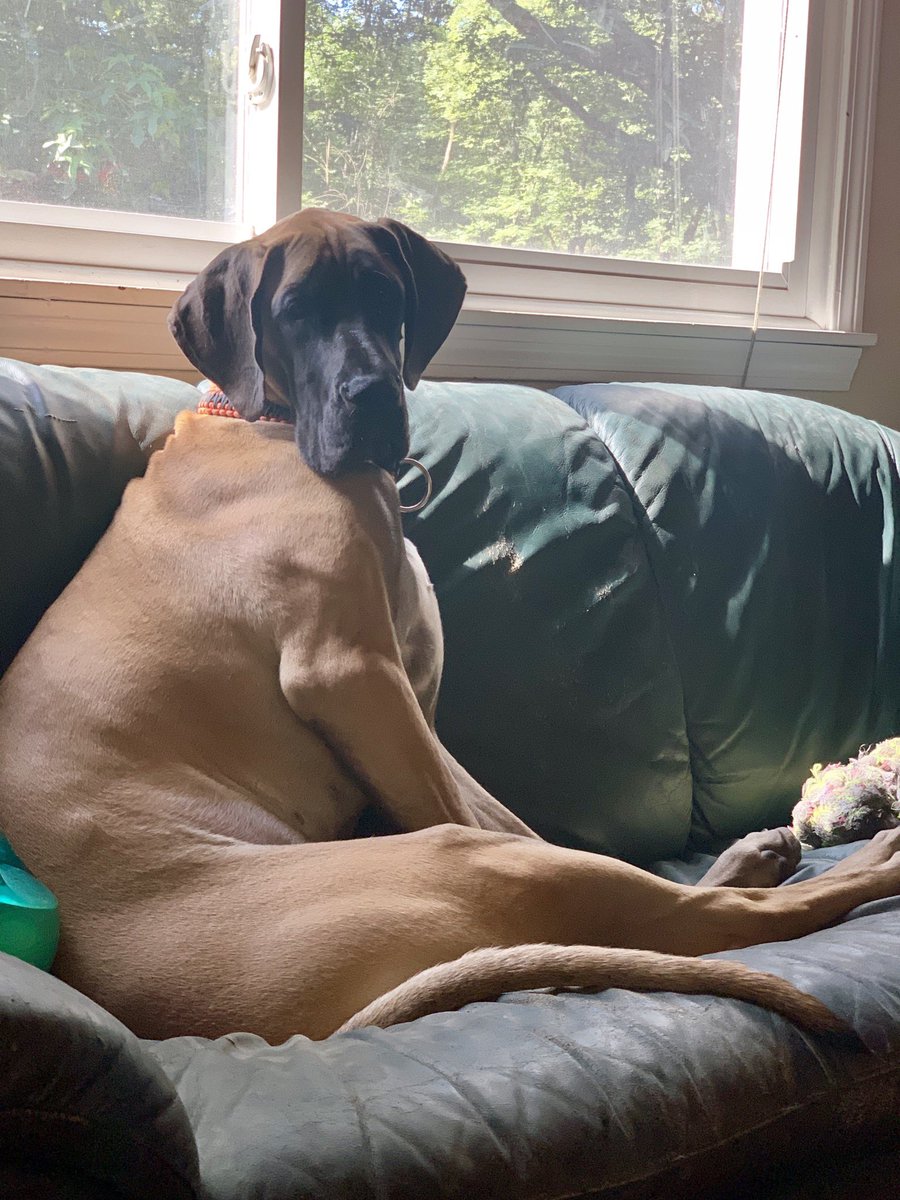 BeerTater's tweet photo. It’s all about your position in life.... I’m not quite sure what to call the position Kona is in 🥴. She must need beer. https://t.co/prcMeilgaP